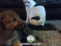 04-khersi-sezar-sanctuary