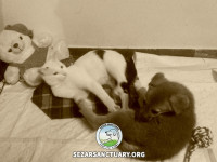 06-khersi-sezar-sanctuary