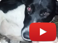 Feeding a stray dog with love